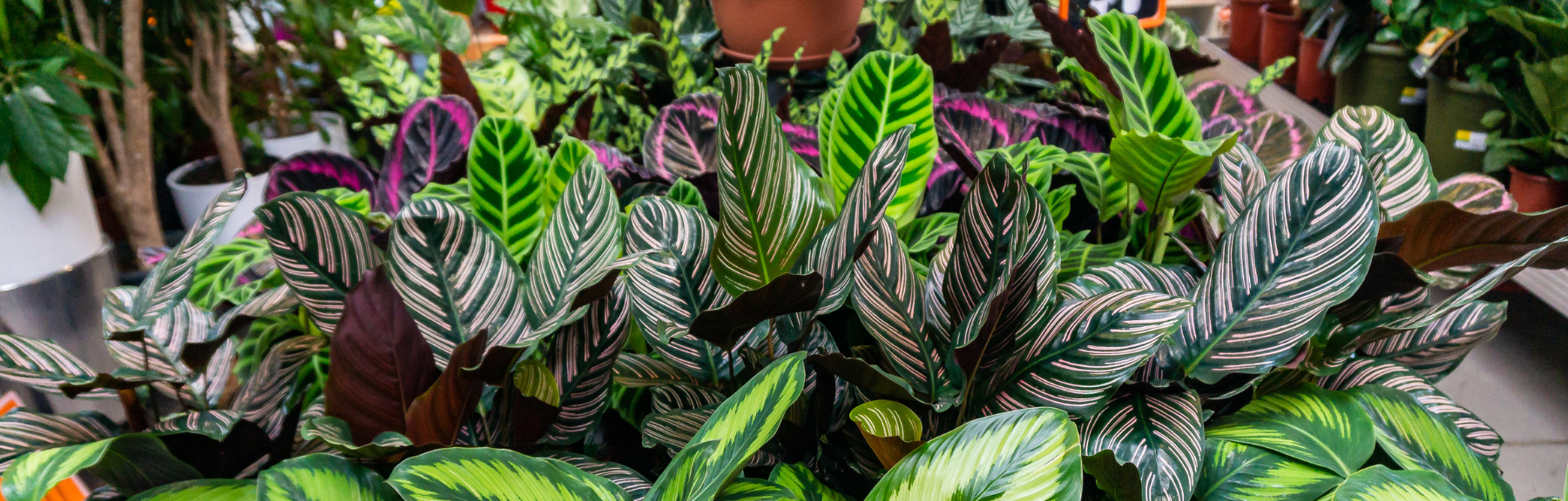 5 plantas que te ayudarán a crear un ambiente más relax en casa