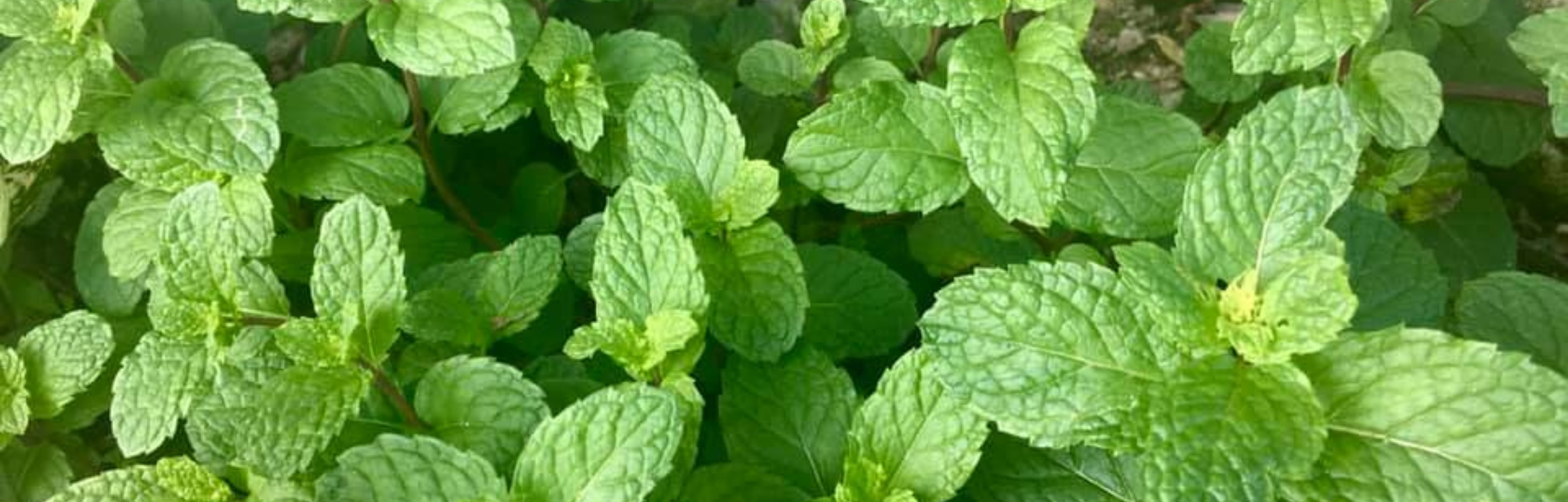 5 usos de la menta en tu casa que no conocías