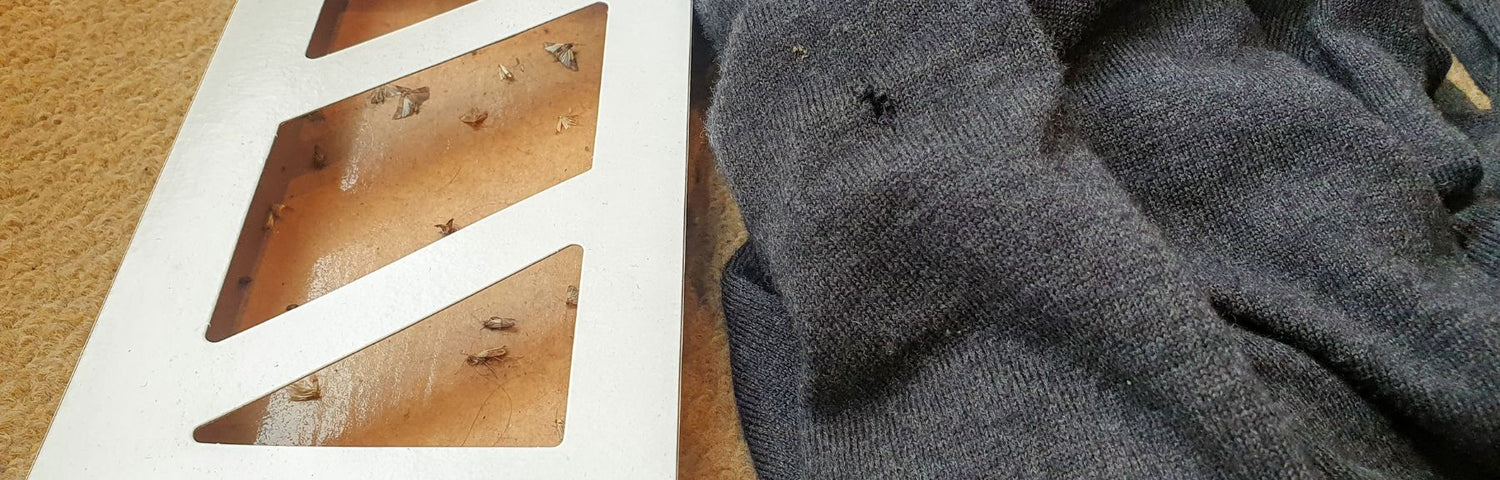 6 trucos para proteger la ropa de las polillas