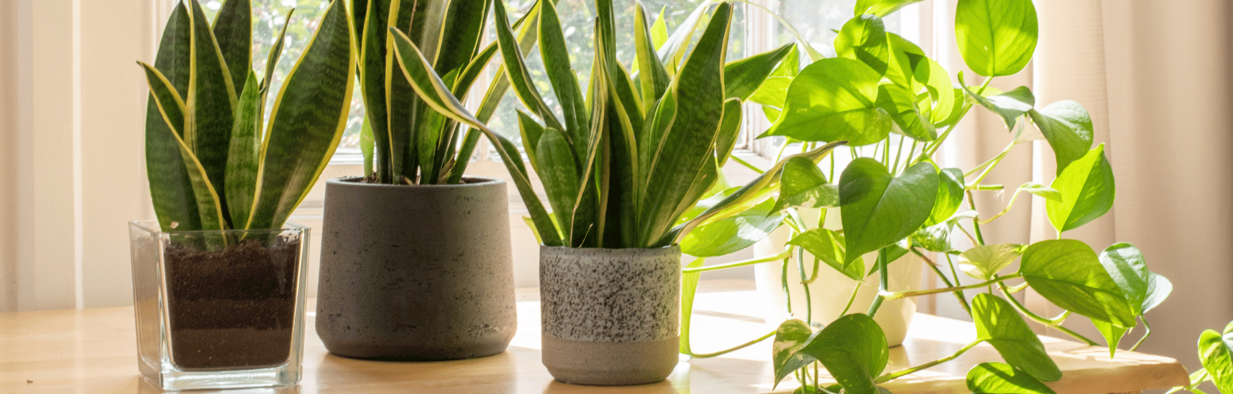 7 plantas de interior resistentes y fáciles de cuidar para alegrar tus días